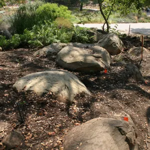 Native California Orchid Display Construction