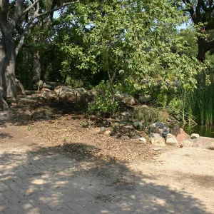 Native California Orchid Display Construction