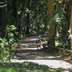Redwood Section