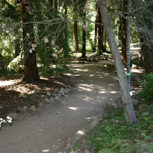 Redwood Section