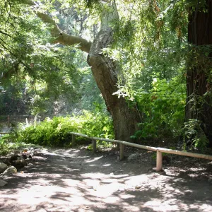 Redwood Section