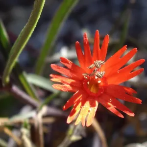 Bloom in July, Silene laciniata subsp. major