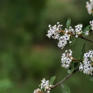 Bigpod Ceanothus