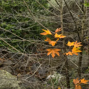 Golden bigleaf maple leaves in Canyon