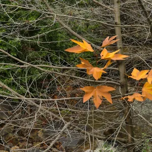 Golden bigleaf maple leaves in Canyon