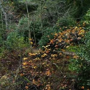 Golden bigleaf maple leaves in Canyon