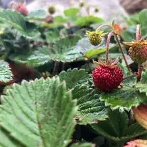 Strawberry, Fragaria