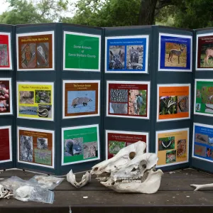 FamCamp 2009, animal display