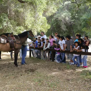 FamCamp 2009, Horses