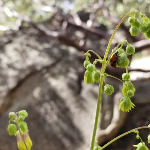 Ladybug on Meadow Rue