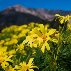 Giant coreopsis (Leptosyne gigantea) flowers in the Island View garden, with the Santa Ynez Mountains in the background. 