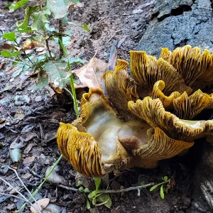 Jack-O-Lantern fungus, Omphalotus olivascens