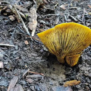 Jack-O-Lantern fungus, Omphalotus olivascens