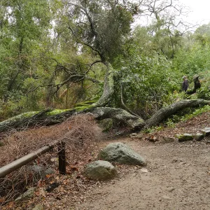 Fallen oak (Coastal Live Oak) in Fiber Arts Display