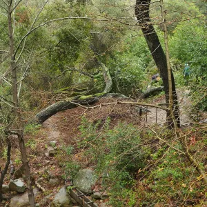 Fallen oak (Coastal Live Oak) in Fiber Arts Display