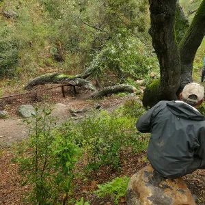 Fallen oak (Coastal Live Oak) in Fiber Arts Display