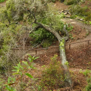 Fallen oak (Coastal Live Oak) in Fiber Arts Display