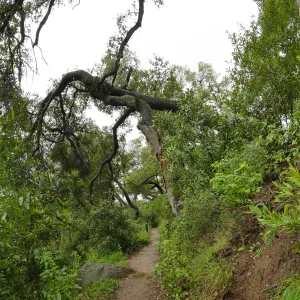 Fallen oak (Coastal Live Oak) on Pritchett Trail