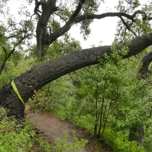 Fallen oak (Coastal Live Oak) on Pritchett Trail