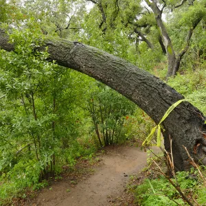 Fallen oak (Coastal Live Oak) on Pritchett Trail