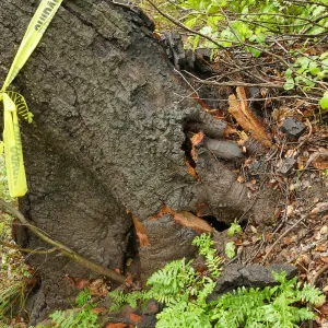 Fallen oak (Coastal Live Oak) on Pritchett Trail