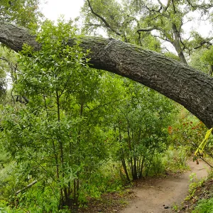 Fallen oak (Coastal Live Oak) on Pritchett Trail