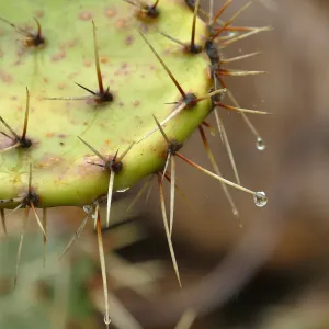 Raindrop on Coastal Prickly-pear spine