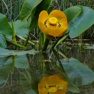 Great Yellow Pond-Lily