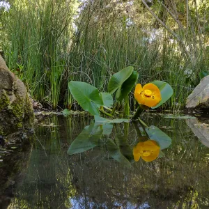 Great Yellow Pond-Lily