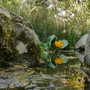 Great Yellow Pond-Lily