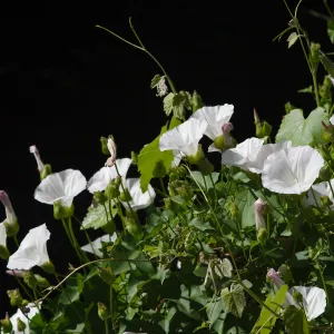 Island morning glory growing over the archway entrance to the Centennial Maze.