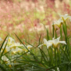 An Iris â€˜Canyon Snow' blooms in front of Heuchera flowers in the Wooded Dell.