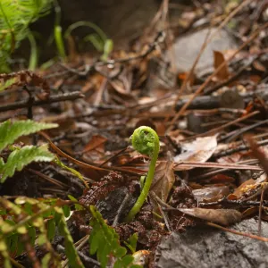 A young bracken fern â€œfiddleheadâ€ emerges from the woodland floor between the Manzanita Section and the Lower Creek Crossing. 