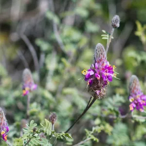 Marina orcutii var orcuttii in bloom along the Porter Trail. 