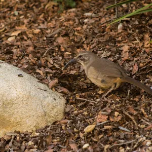 A California Thrasher (Toxostoma redivivum) along the Meadow View trail. 