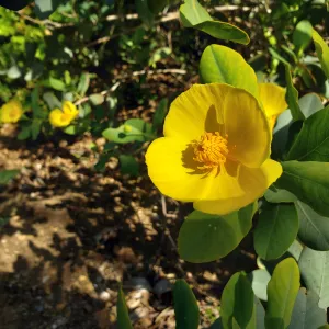 Bush Poppy