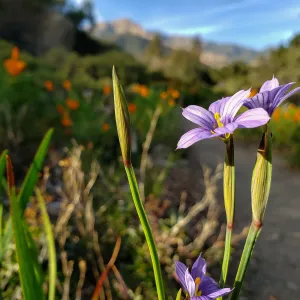 Blue-eyed Grass