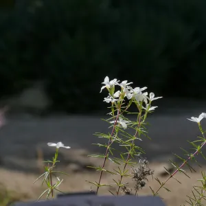 Many-flowered Linanthus