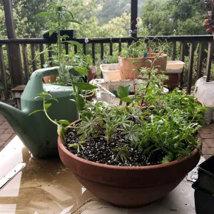 Create Your Own Container Garden taught by Patrick Wiley