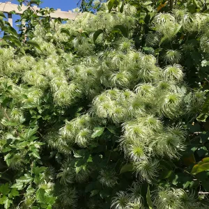 Clematis lasiantha