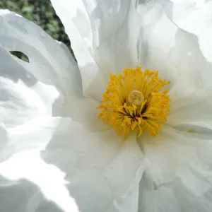Matilija Poppy