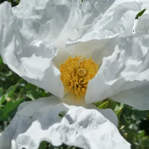 Matilija Poppy