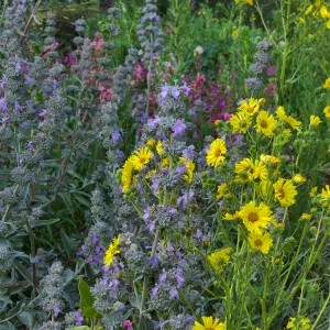 Salvia â€˜Desperado' and Elegant Madia at the Tunnel Triangle