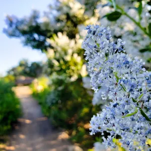 Ceanothus (California Lilac) Blossom