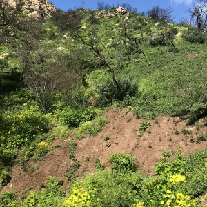 Romero Canyon day trip with Natalie Love, burnt ceanothus