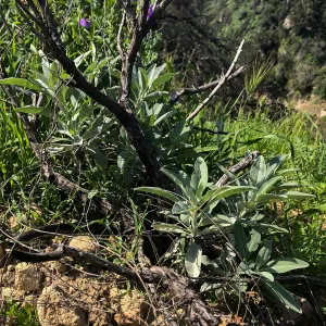 Romero Canyon day trip with Natalie Love, White Sage