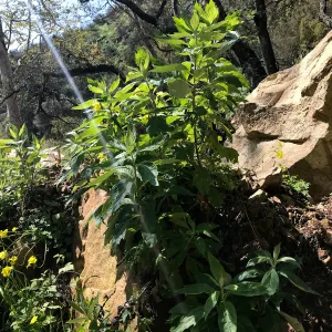 Romero Canyon day trip with Natalie Love, California Mugwort