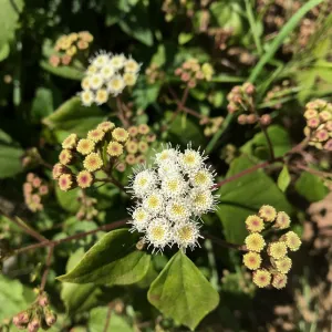 Romero Canyon day trip with Natalie Love