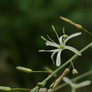 Soap-root