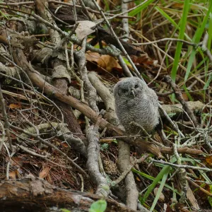 Juvenile western screech owl